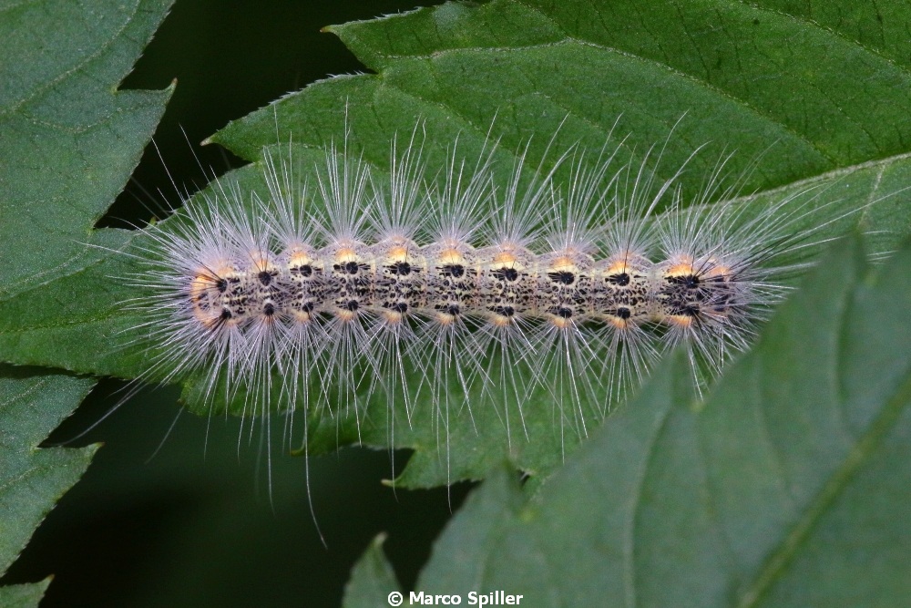 Bruco di...Hyphantria cunea